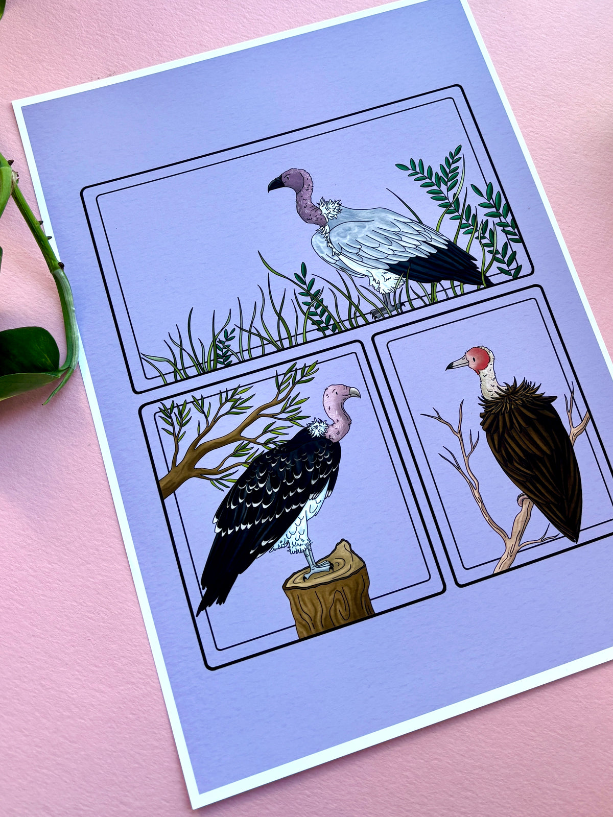 African Vulture Species Illustration Charity Art Print