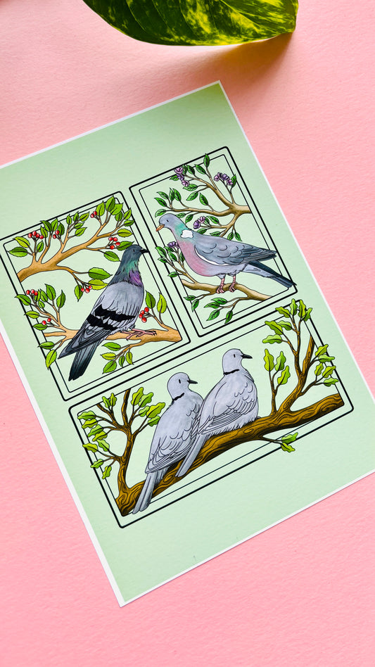 Pigeon & Doves British Birds Art Print