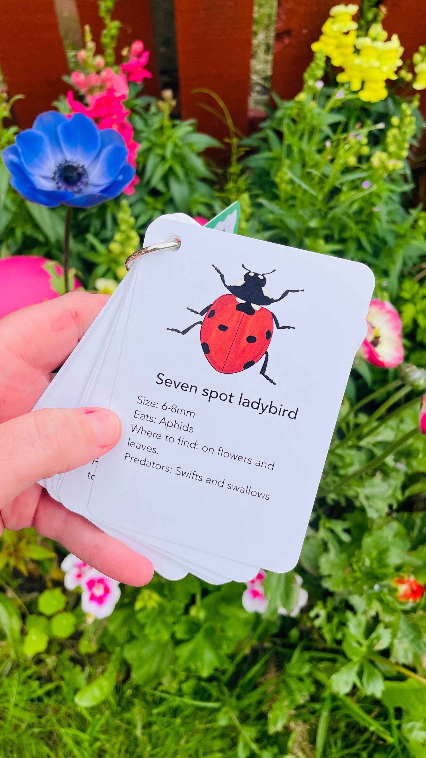 Nature flashcards - Garden Bugs Illustrated Identification Cards