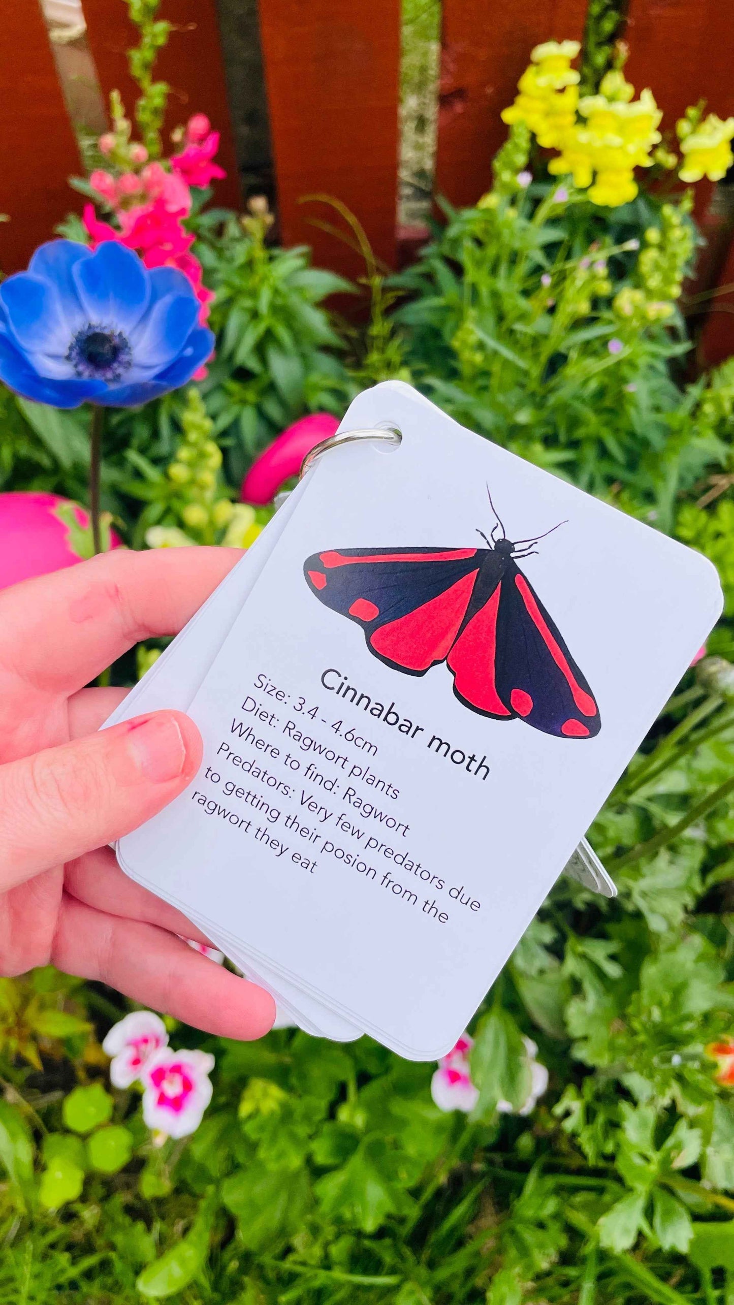 Nature flashcards - Garden Bugs Illustrated Identification Cards