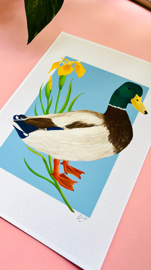 A detailed illustration of a mallard duck and vibrant yellow iris flower set against a vibrant blue background the duck art print is the perfect gift for nature lovers, fans of botanical art and cottagecore aesthetics.