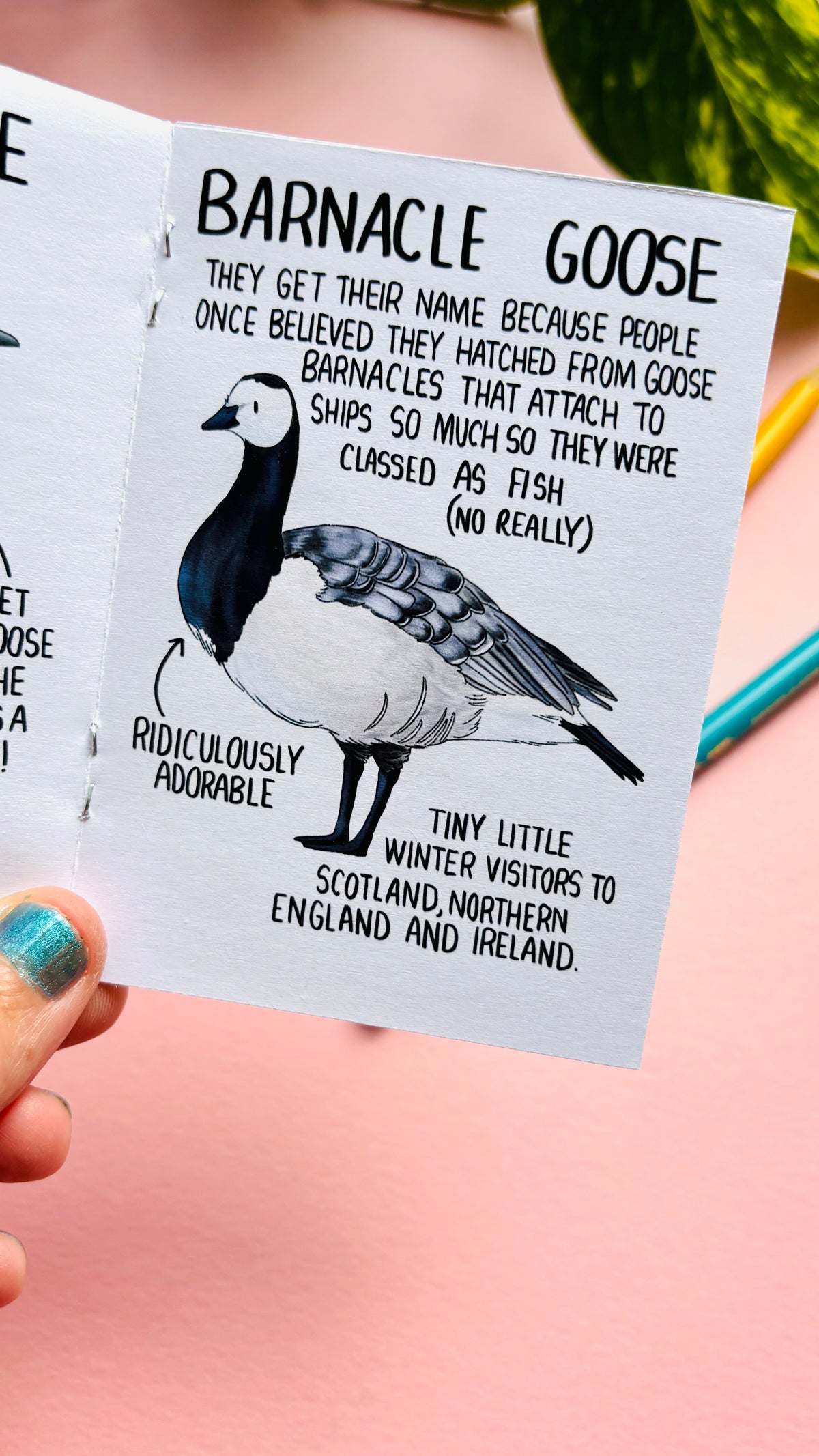 It’s not just a goose zine- a funny guide to common British geese