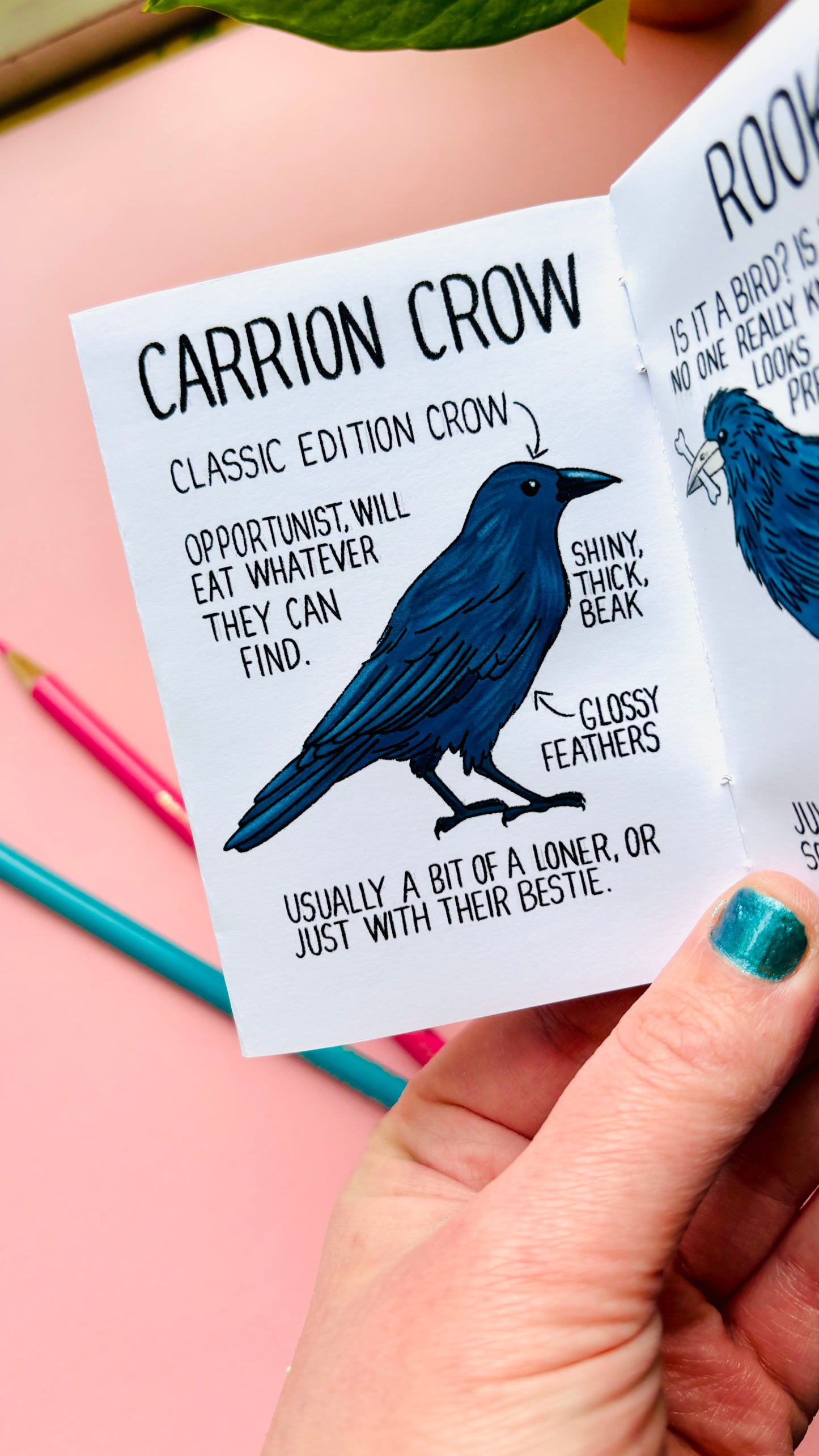 It’s not a crow zine- an illustrated guide to corvids of the UK