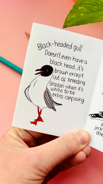 It’s not a seagull zine- a guide to common gulls of the UK