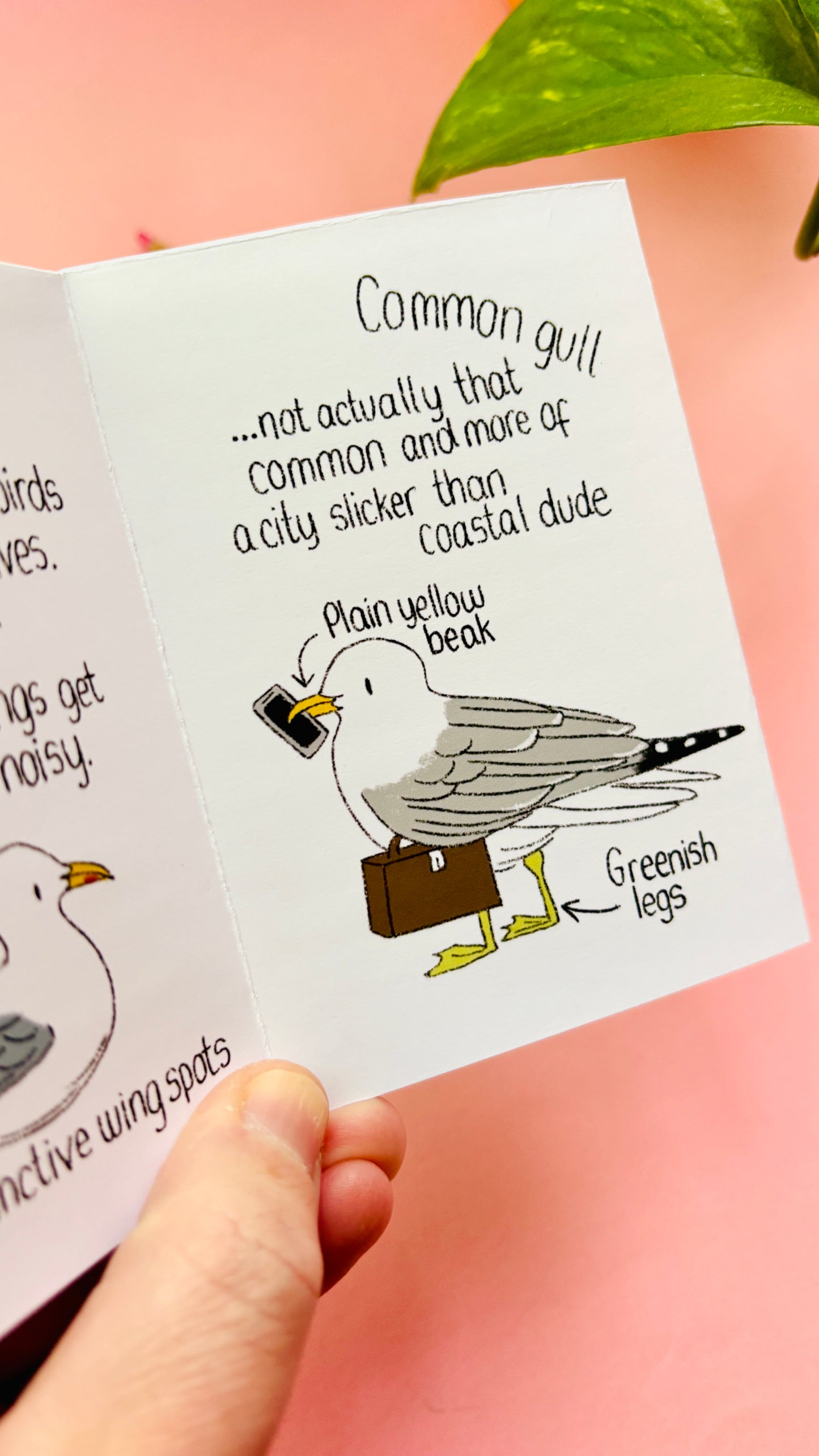 It’s not a seagull zine- a guide to common gulls of the UK