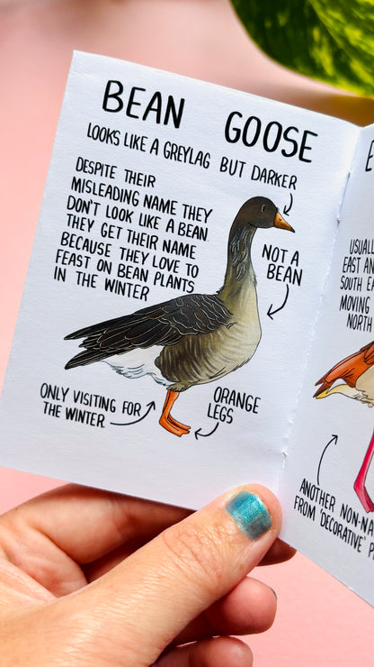 It’s not just a goose zine- a funny guide to common British geese