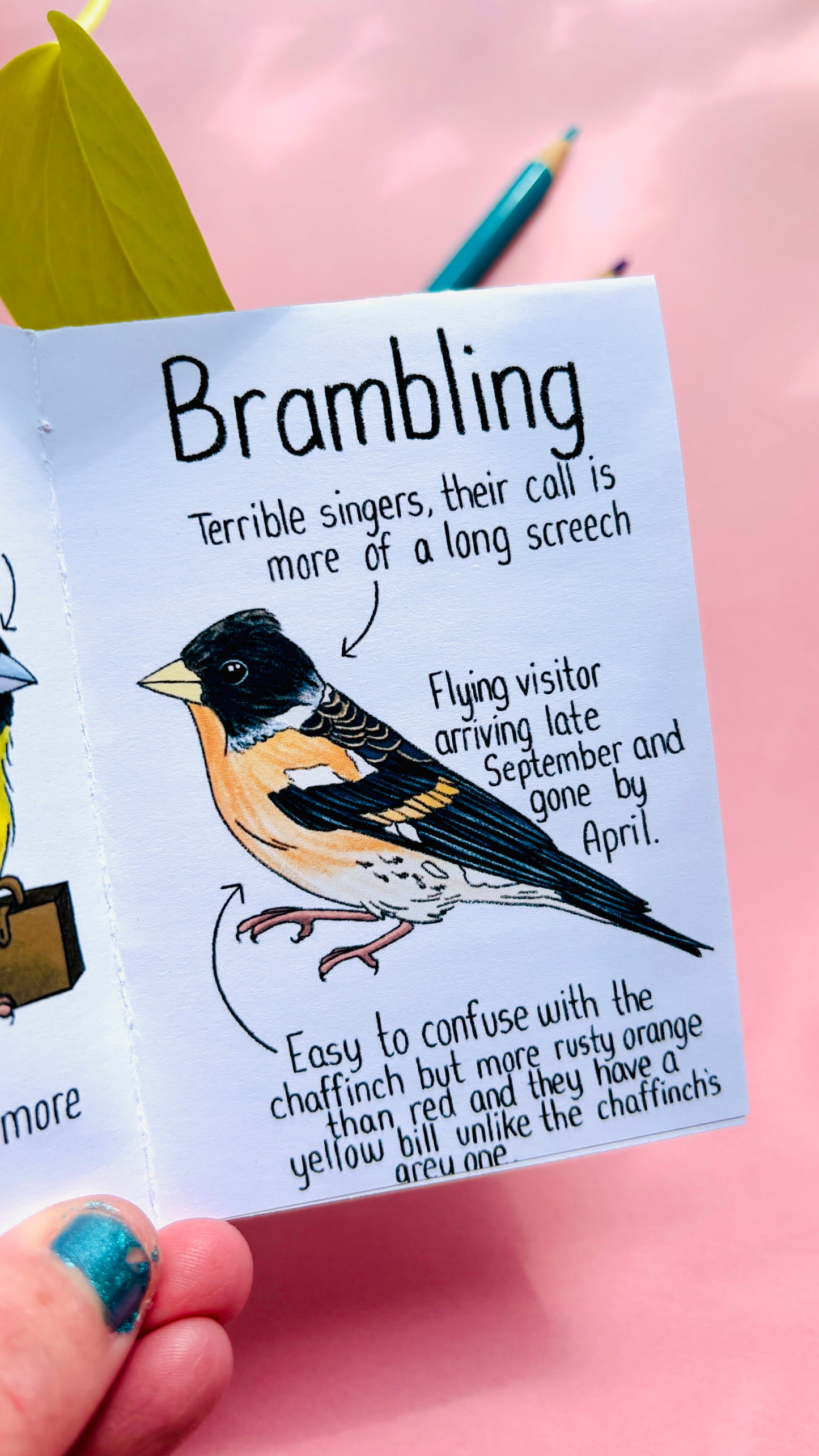 It’s not a finch zine- a funny guide to British birds
