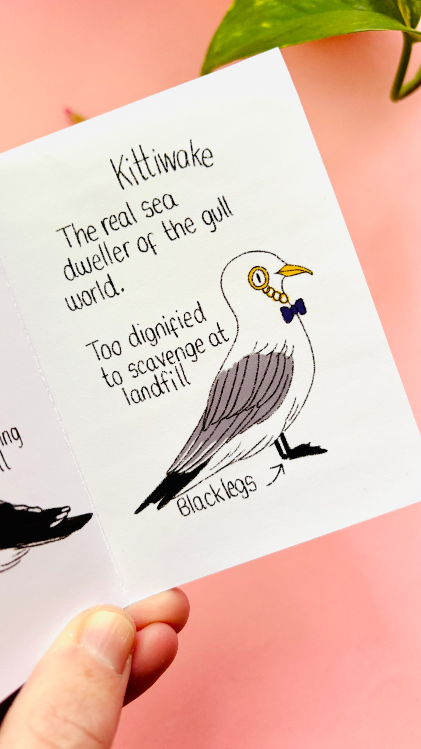 It’s not a seagull zine- a guide to common gulls of the UK