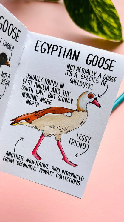 It’s not just a goose zine- a funny guide to common British geese