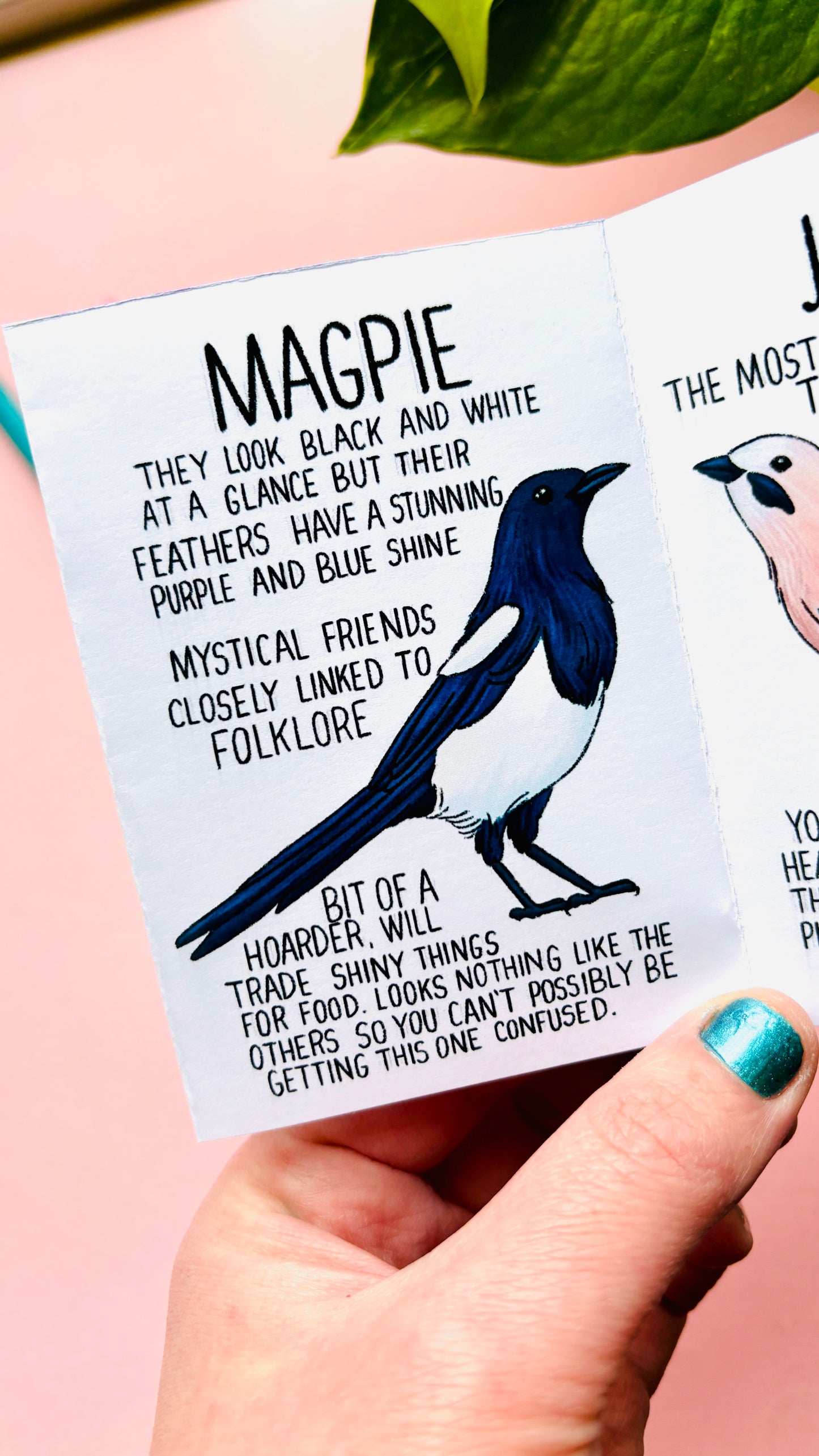 It’s not a crow zine- an illustrated guide to corvids of the UK