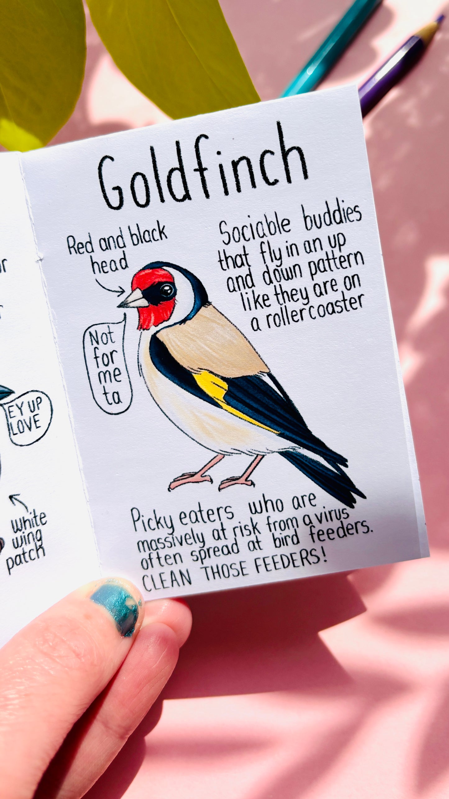It’s not a finch zine- a funny guide to British birds