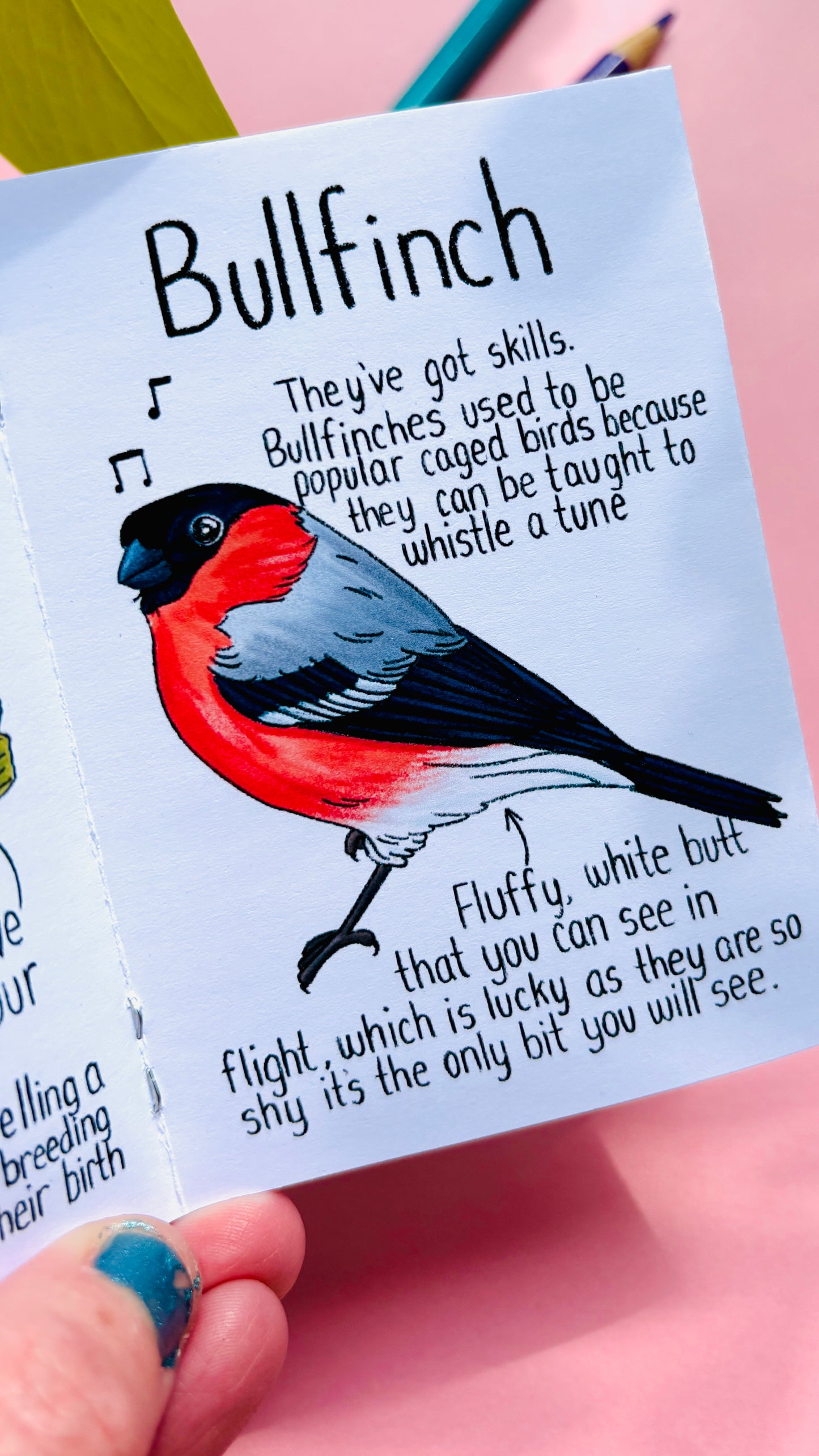 It’s not a finch zine- a funny guide to British birds