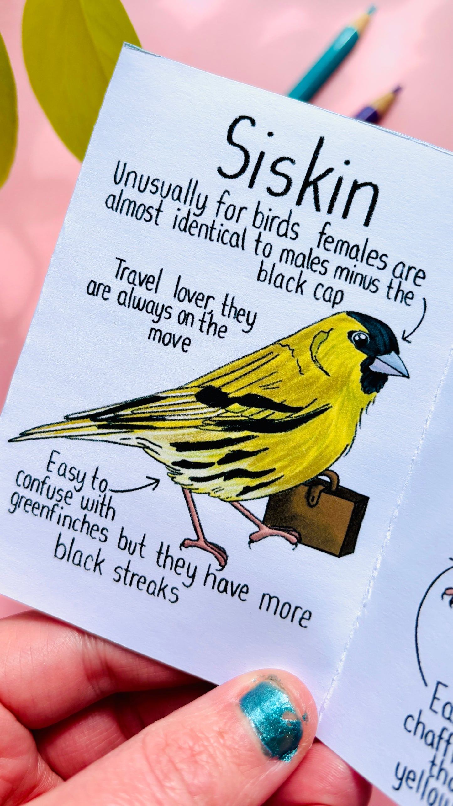 It’s not a finch zine- a funny guide to British birds