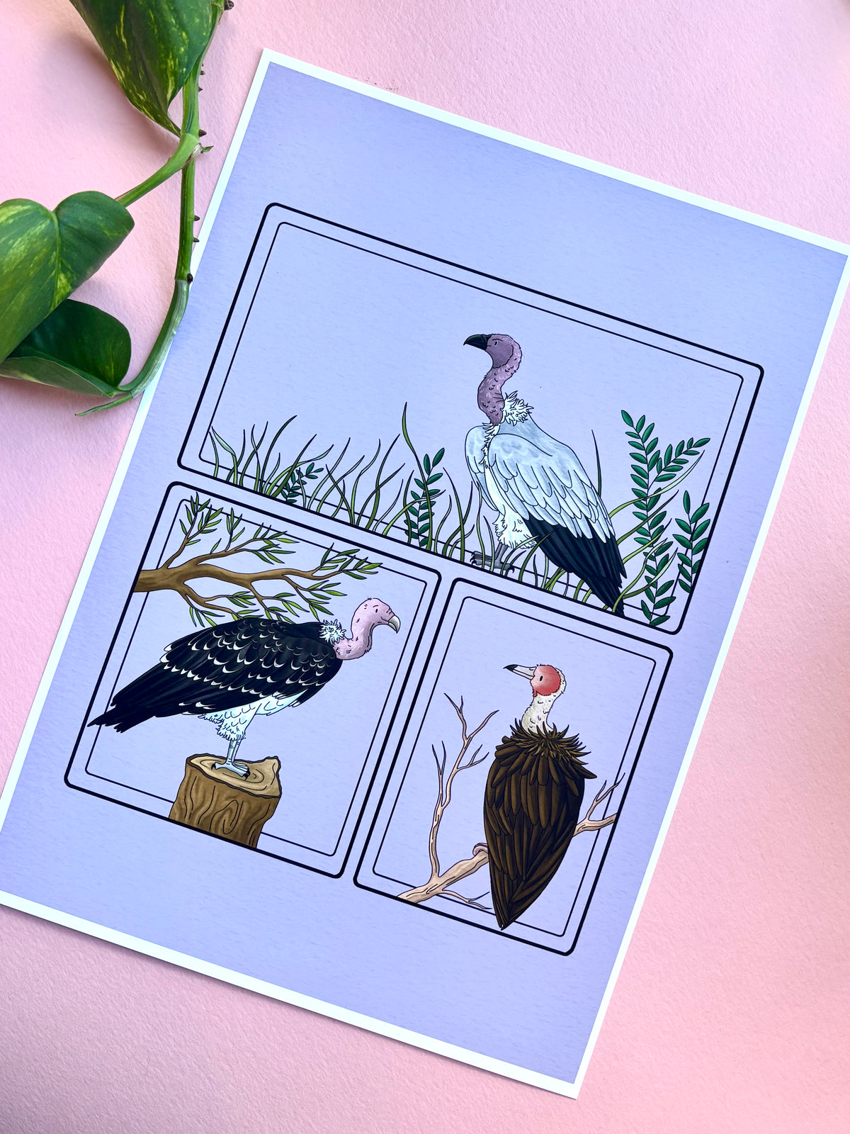 African Vulture Species Illustration Charity Art Print