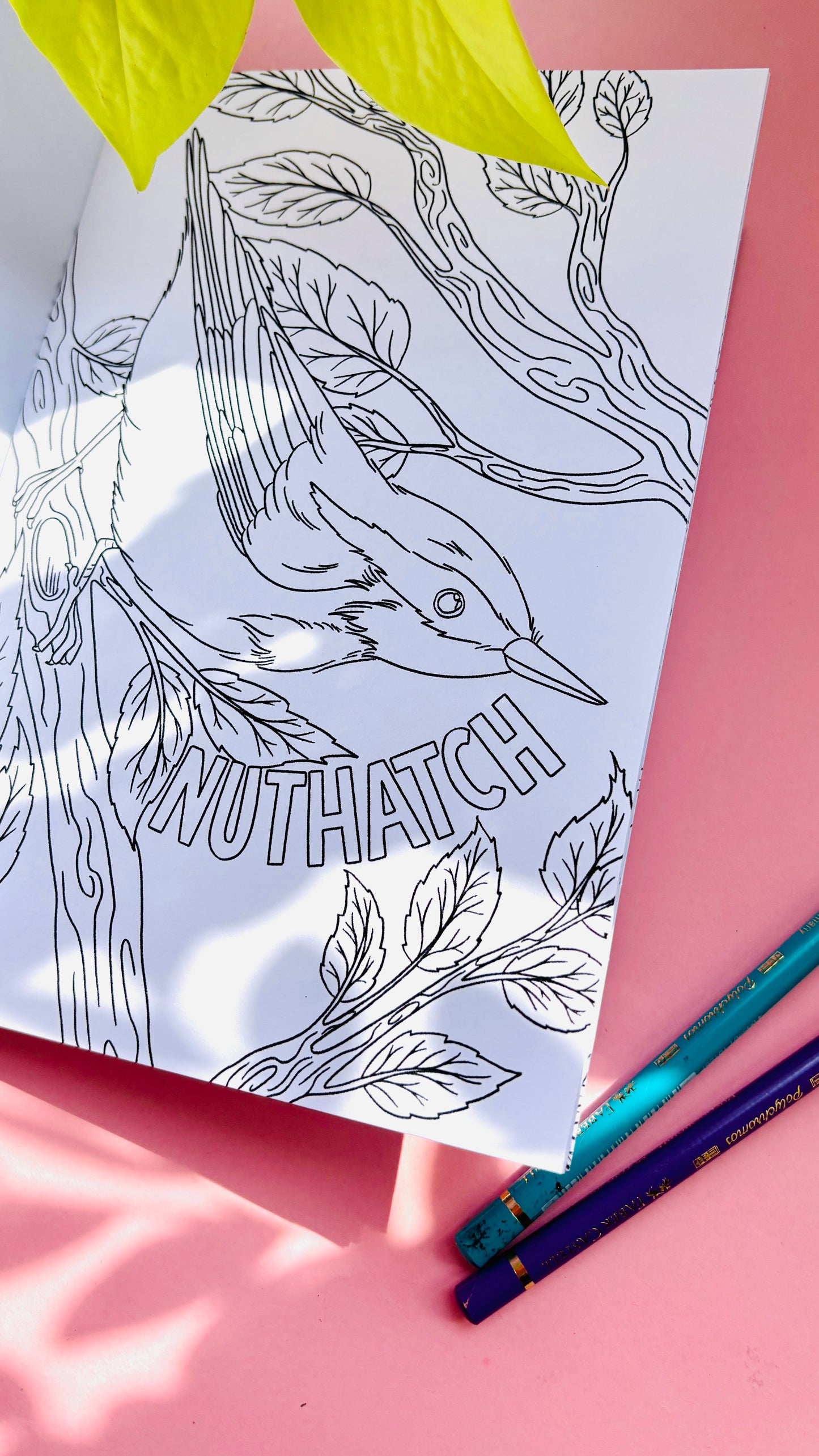 Garden Birds Colouring Book for Adults and Kids