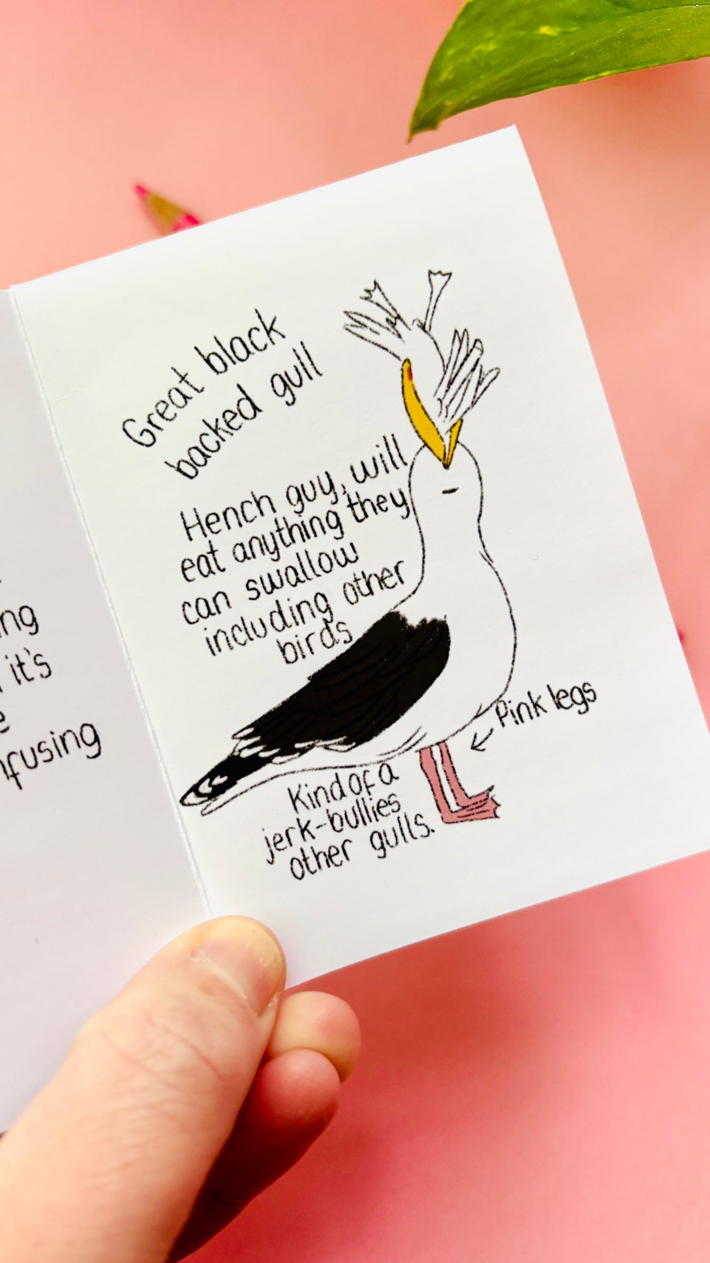 It’s not a seagull zine- a guide to common gulls of the UK