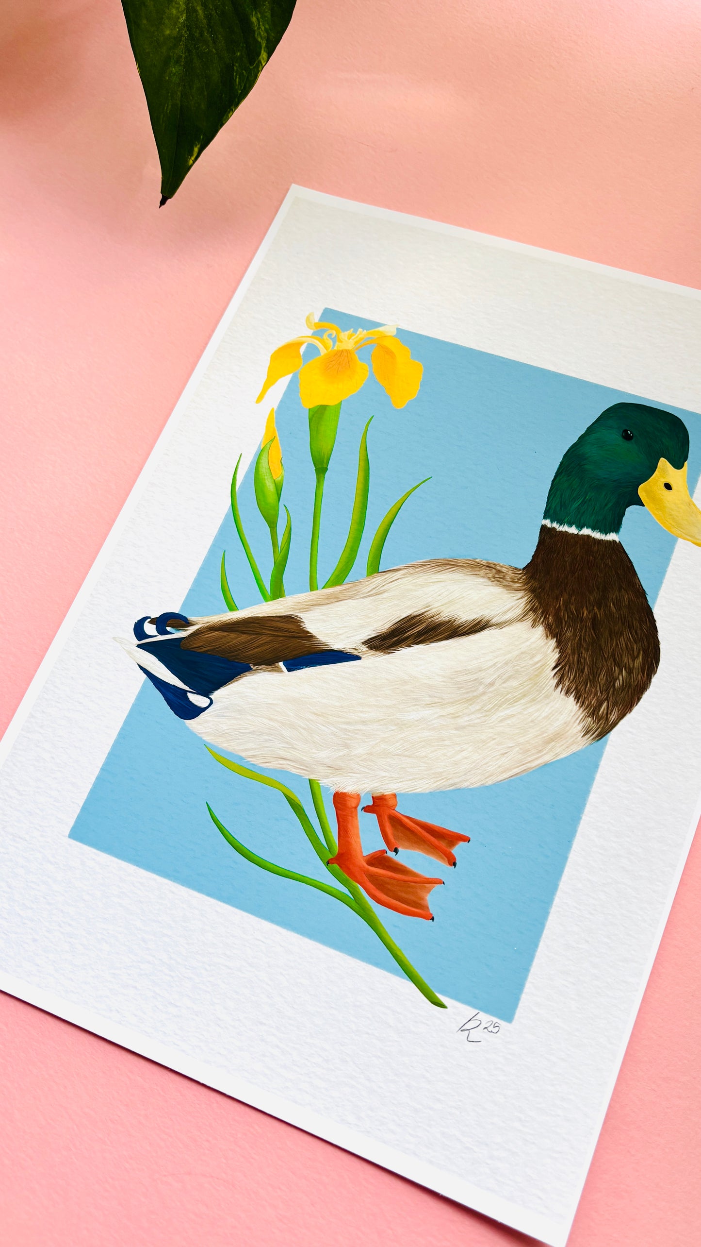 A detailed illustration of a mallard duck and vibrant yellow iris flower set against a vibrant blue background the duck art print is the perfect gift for nature lovers, fans of botanical art and cottagecore aesthetics.