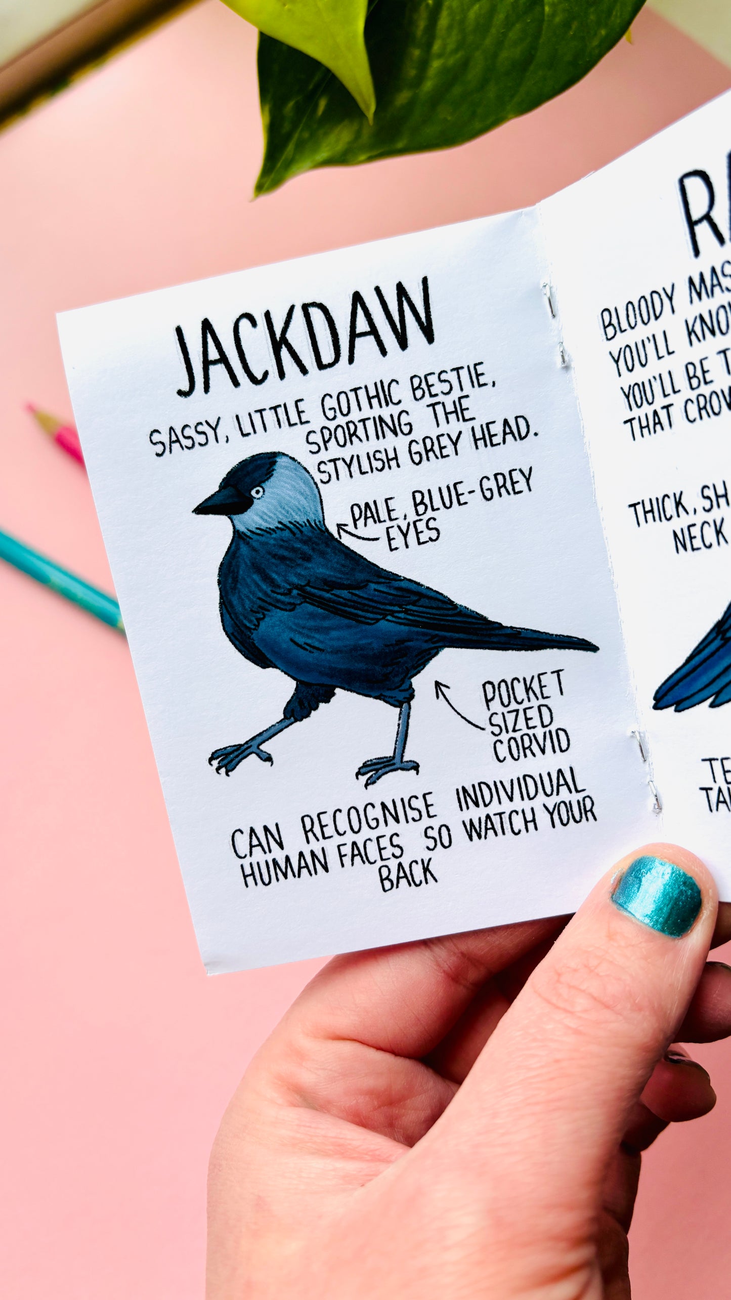 It’s not a crow zine- an illustrated guide to corvids of the UK