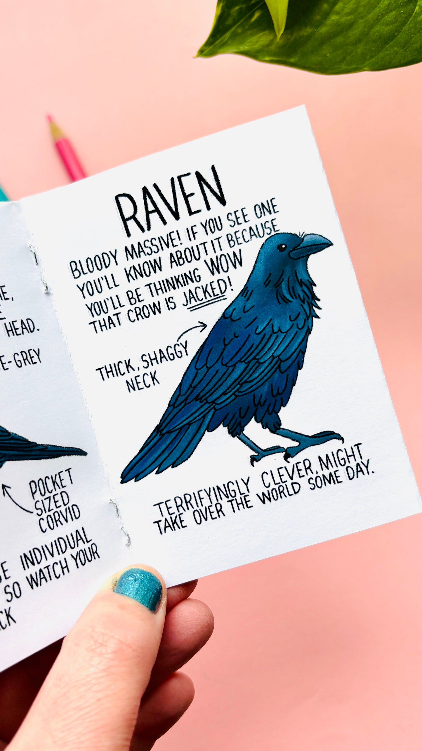 It’s not a crow zine- an illustrated guide to corvids of the UK