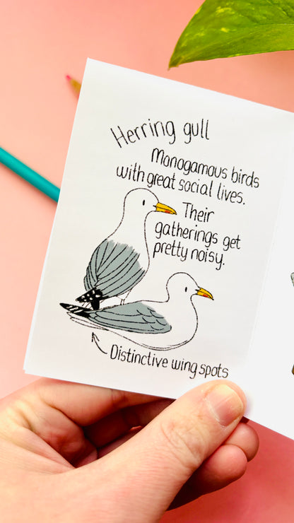 It’s not a seagull zine- a guide to common gulls of the UK