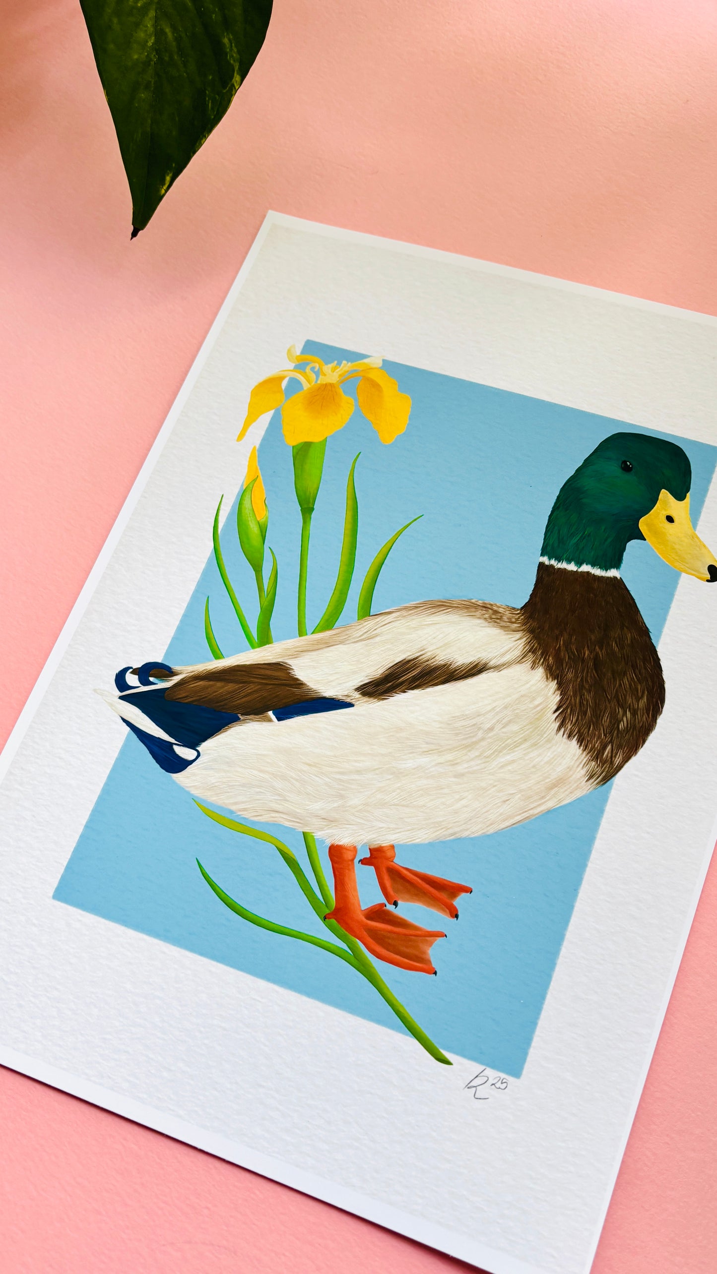 A detailed illustration of a mallard duck and vibrant yellow iris flower set against a vibrant blue background the duck art print is the perfect gift for nature lovers, fans of botanical art and cottagecore aesthetics.