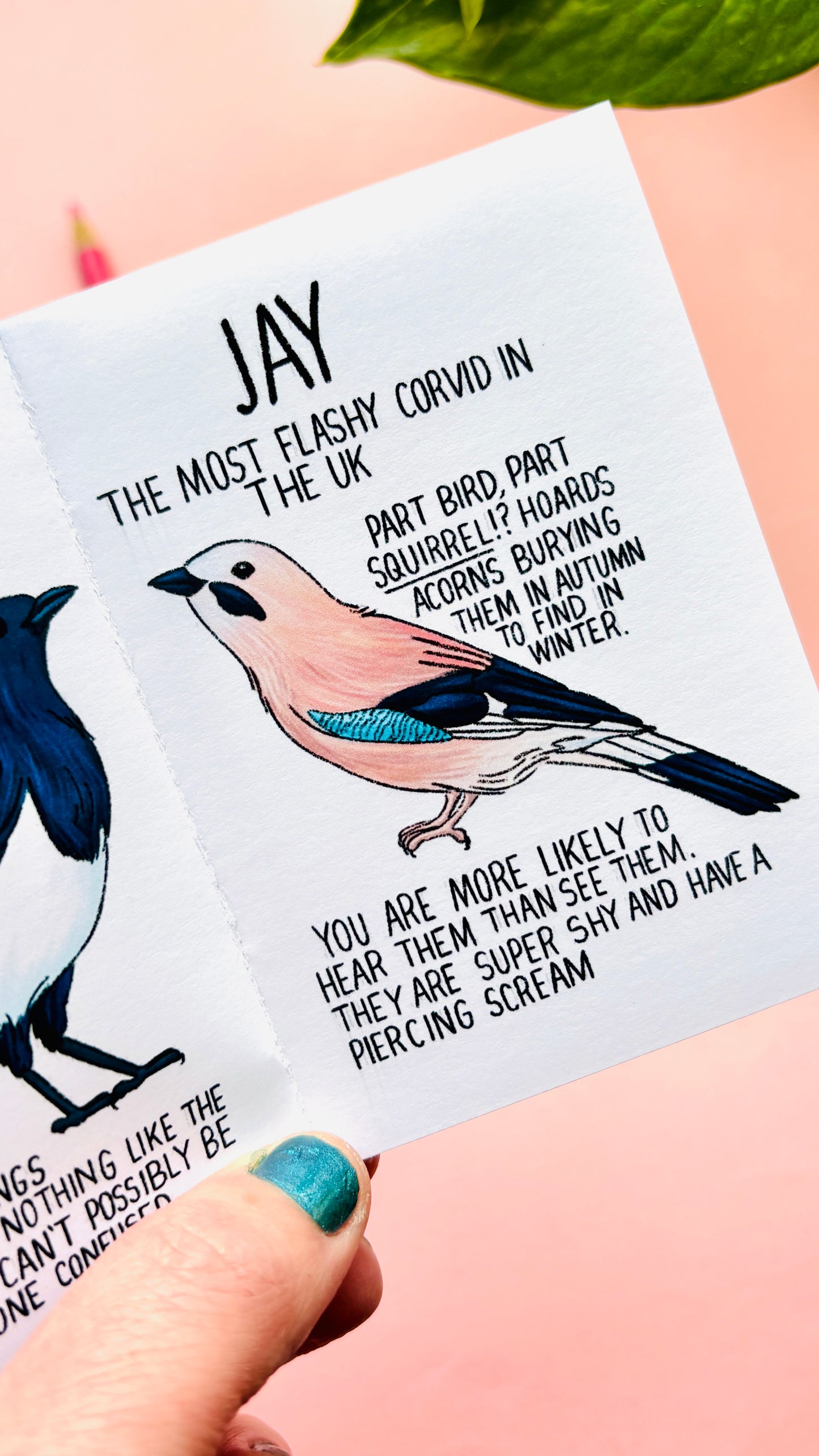 It’s not a crow zine- an illustrated guide to corvids of the UK