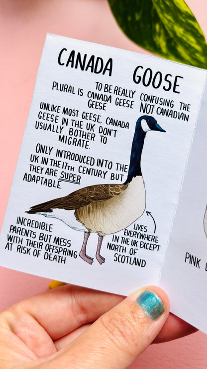 It’s not just a goose zine- a funny guide to common British geese