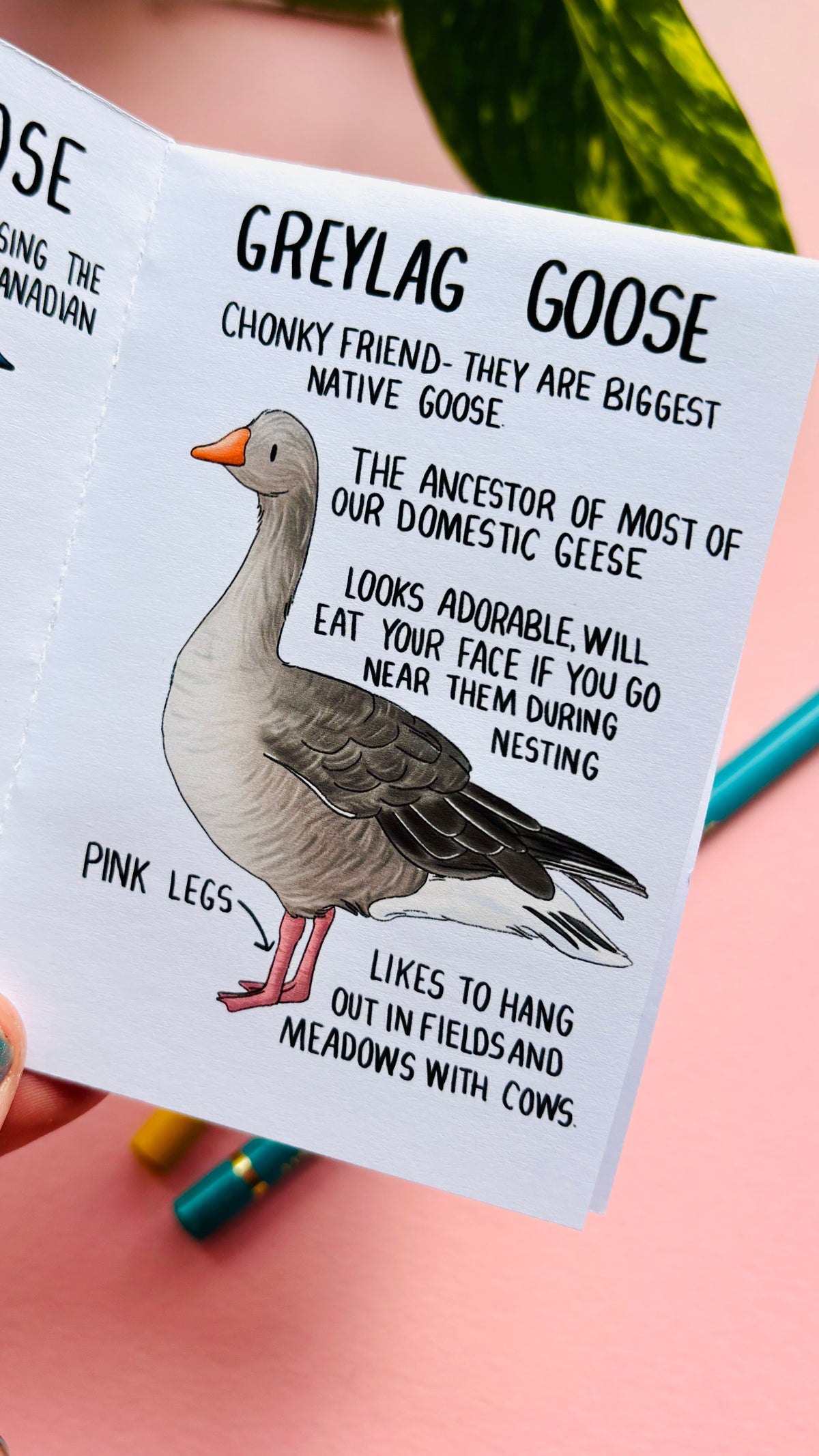 It’s not just a goose zine- a funny guide to common British geese