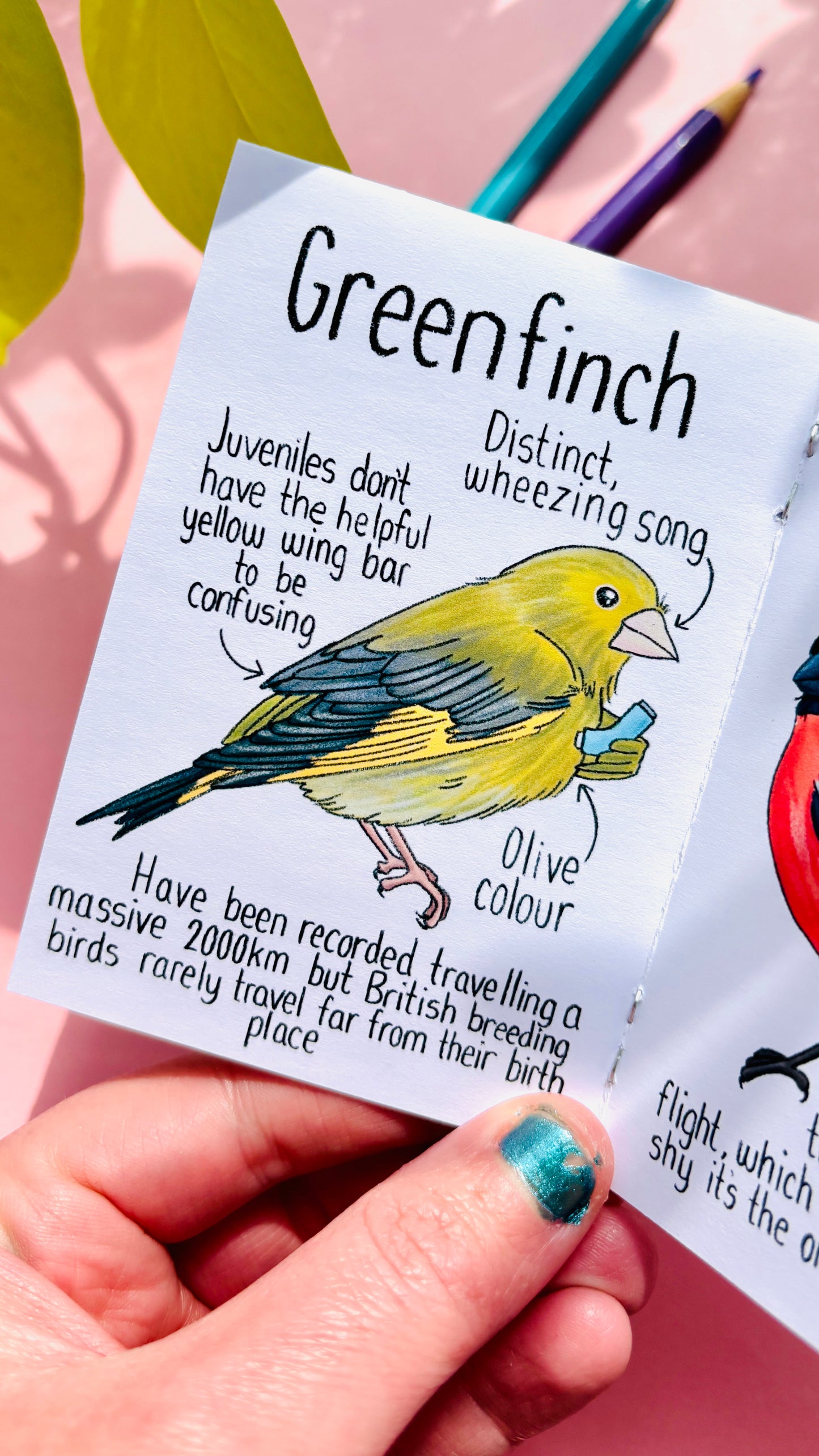 It’s not a finch zine- a funny guide to British birds