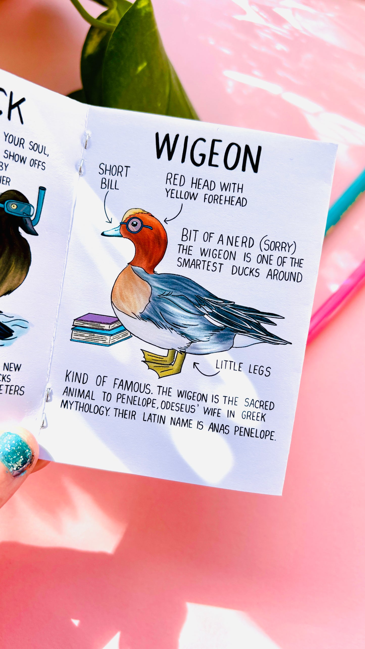 It’s not a duck zine- a funny guide to British ducks