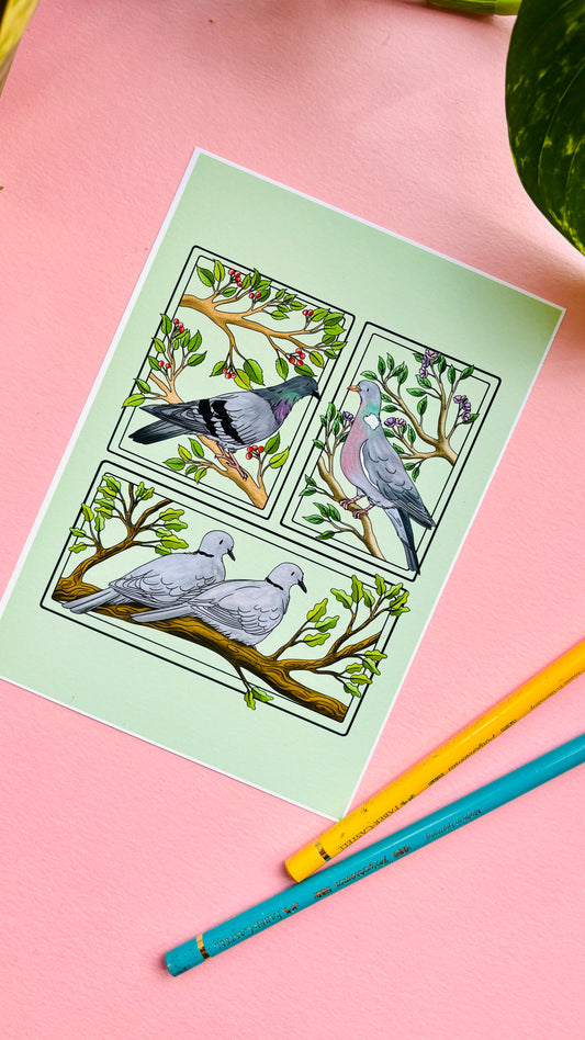 Pigeon & Doves British Birds Art Print
