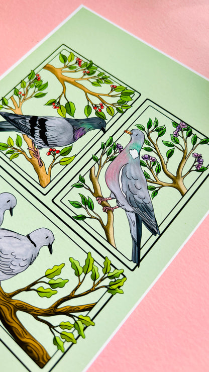 Pigeon & Doves British Birds Art Print