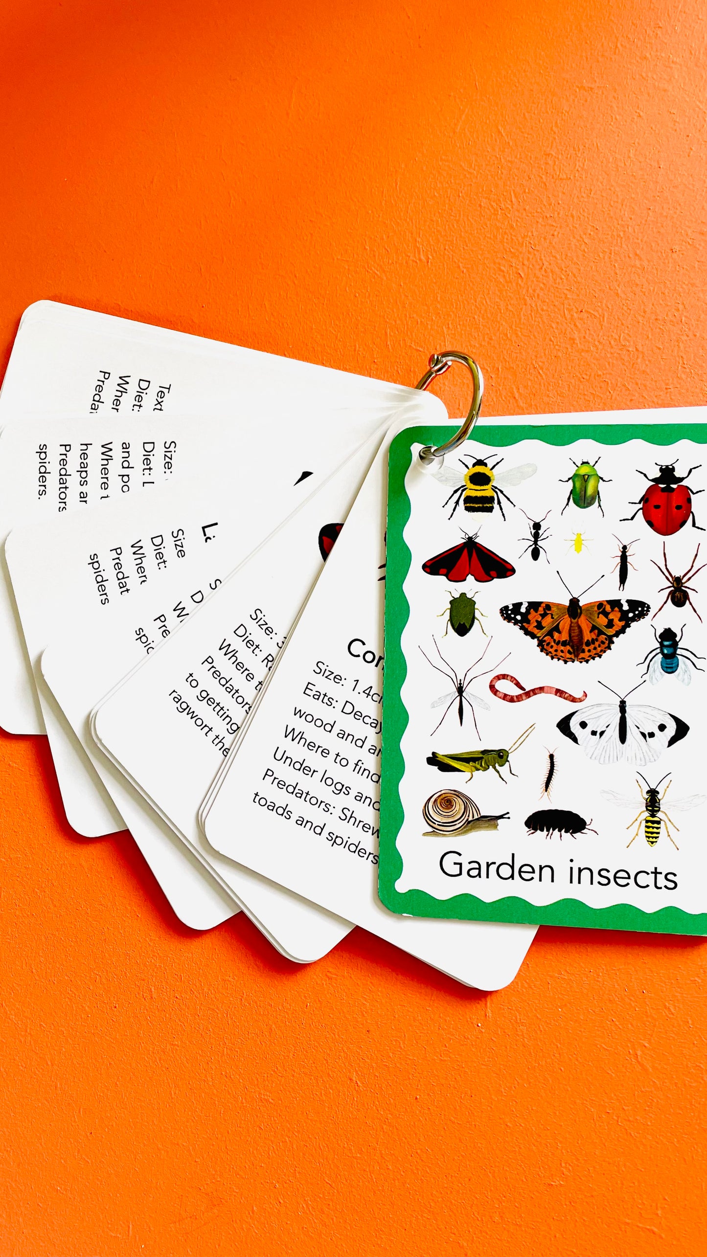 Garden Insects Illustrated Identification Cards