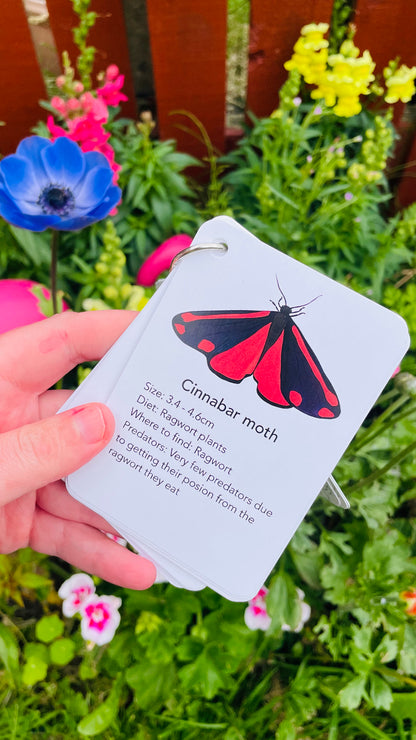 Garden Insects Illustrated Identification Cards