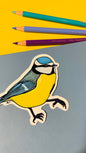 Blue Tit Illustrated Vinyl Sticker - Pixiecraft