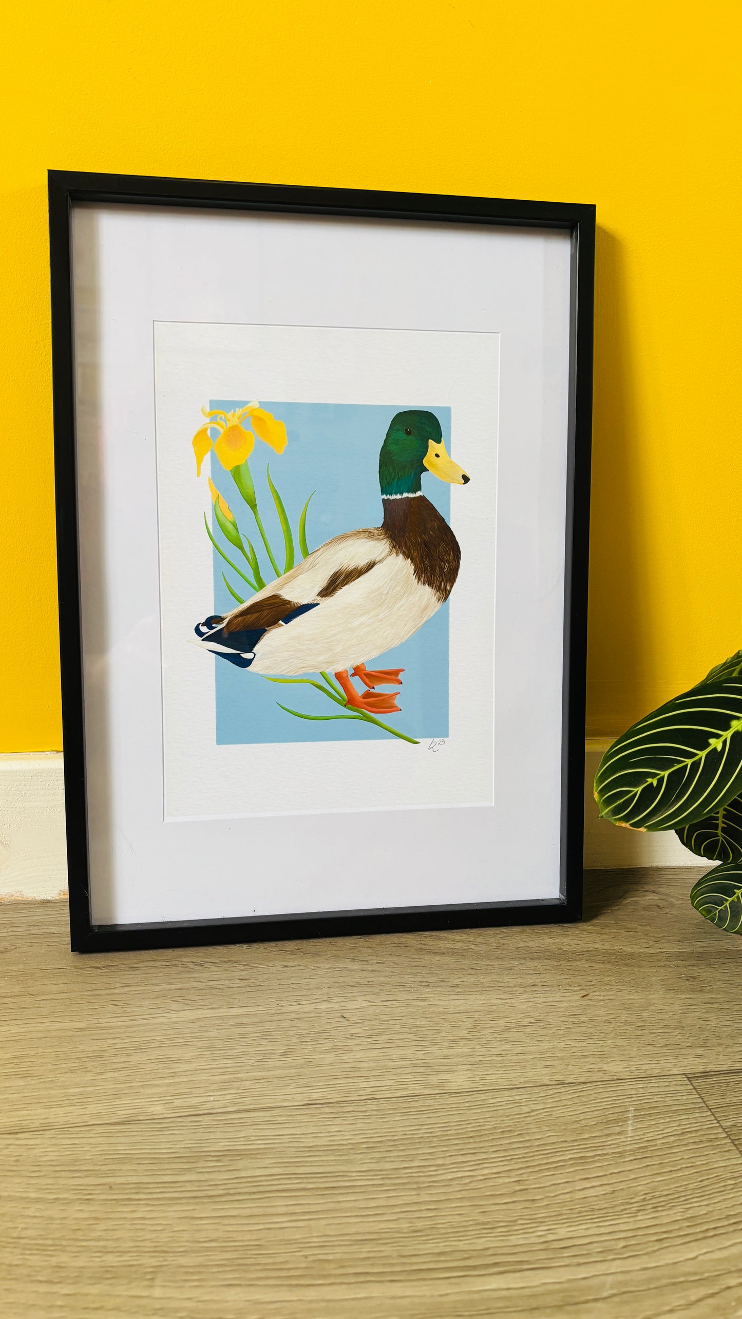 A detailed illustration of a mallard duck and vibrant yellow iris flower set against a vibrant blue background the duck art print is the perfect gift for nature lovers, fans of botanical art and cottagecore aesthetics.