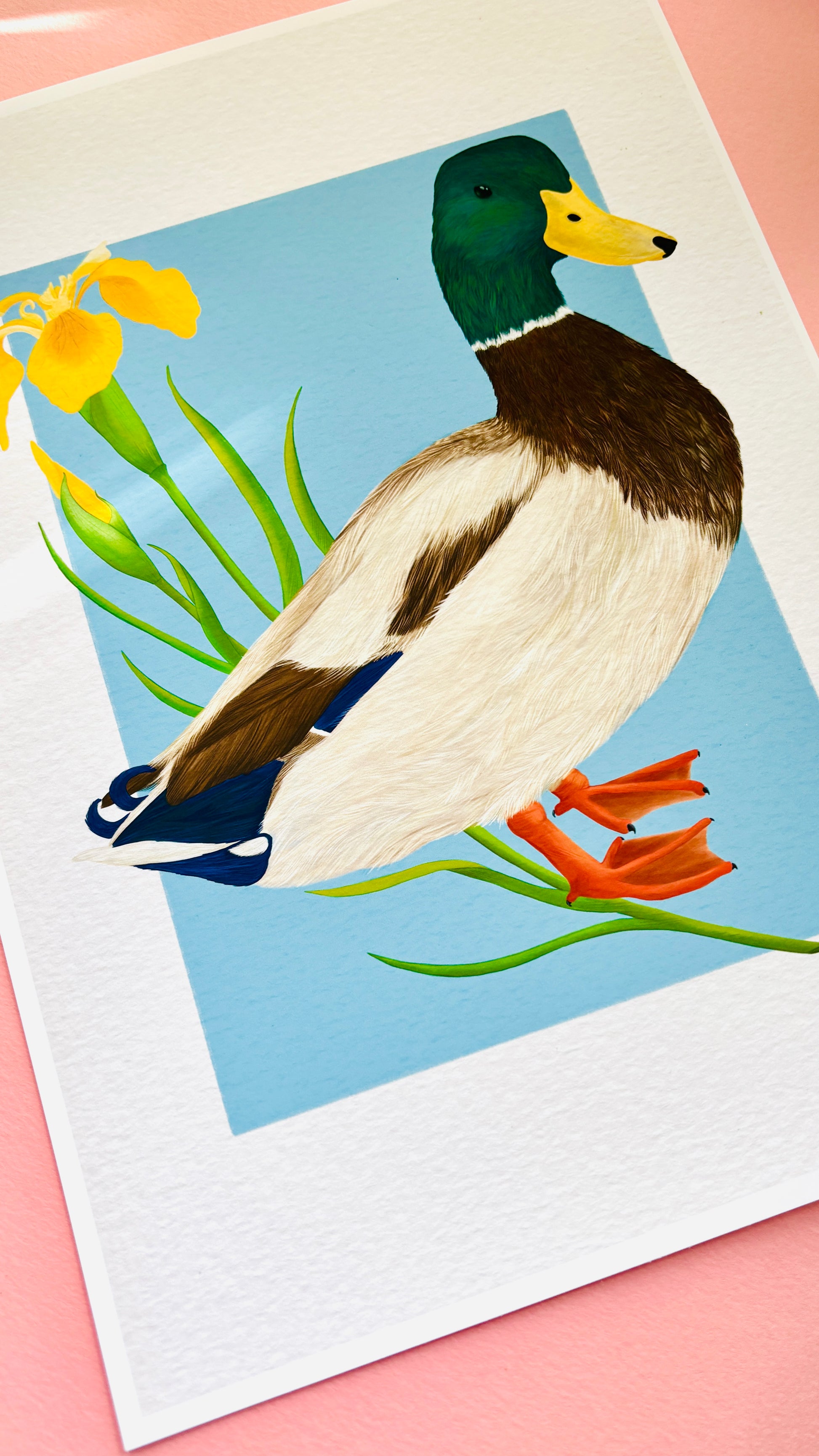 A detailed illustration of a mallard duck and vibrant yellow iris flower set against a vibrant blue background the duck art print is the perfect gift for nature lovers, fans of botanical art and cottagecore aesthetics.