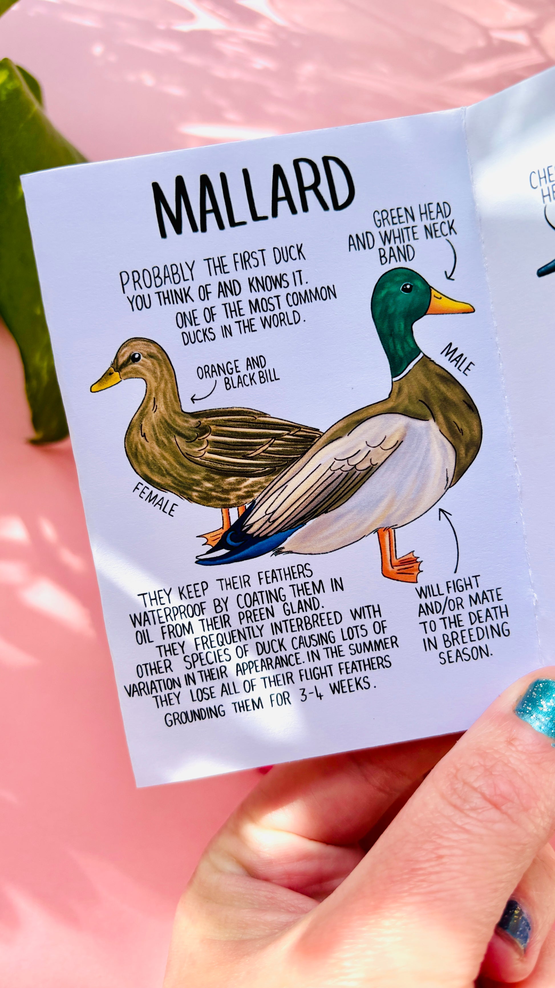 A guide to British birds with funny duck illustrations and fun facts 