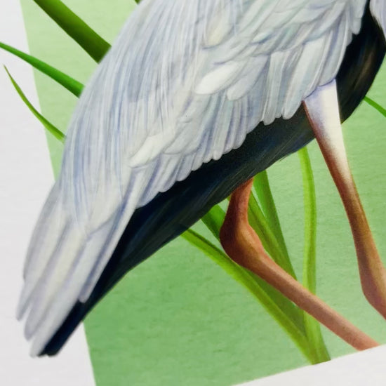 Heron art print. A beautiful hand drawn illustration of a grey heron stood between the reeds. Uk wildlife art for nature lovers and cottagecore home decor styles. Printed onto matte archival  paper in a3, a4, 5x7, 6x4
